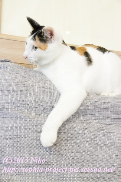 IMG_0040ペット.jpg