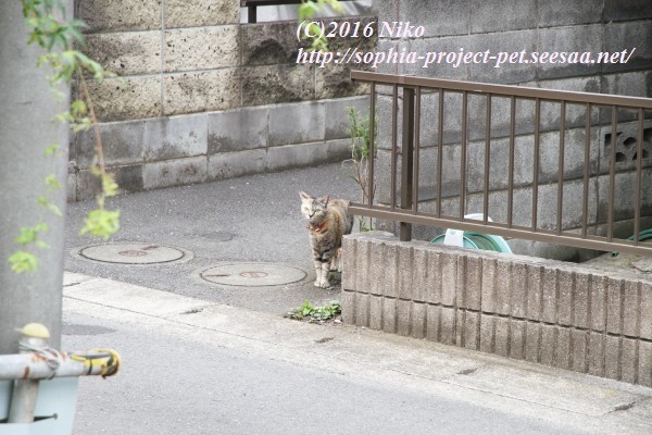 IMG_0571ペット.jpg