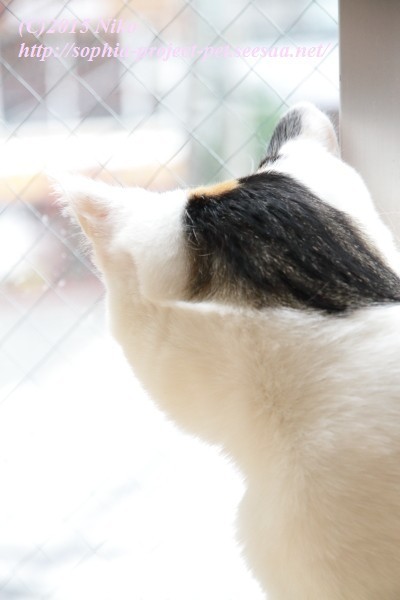 IMG_9935ペット.jpg