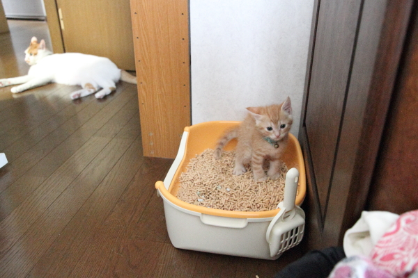 0705トイレ